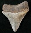 Beautiful Chubutensis Tooth - Megalodon Ancestor #16616-1